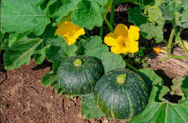 冬至の「かぼちゃ」はご利益満載。YOSOUで時短かぼちゃ料理。